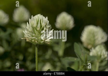 ungarischer Klee, Trifolium pannonicum Stockfoto