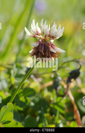 weiß-Klee, Trifolium repens Stockfoto