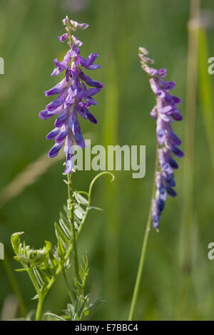 Vogel Vitch, Vicia cracca Stockfoto