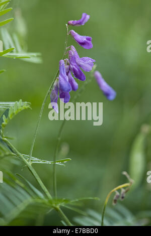 feine rotblättrige Wicke, Vicia tenuifolia Stockfoto