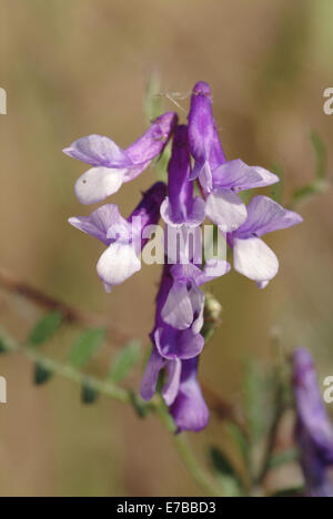 Winter-Wicke, Vicia Villosa SSP. varia Stockfoto