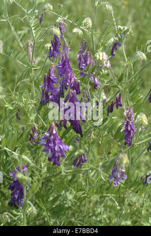 behaarte Wicke, Vicia Villosa SSP Mannsschild Stockfoto