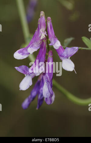 behaarte Wicke, Vicia Villosa SSP Mannsschild Stockfoto