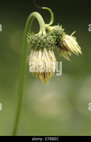 gelbe melancholischen Distel, Cirsium erisithales Stockfoto