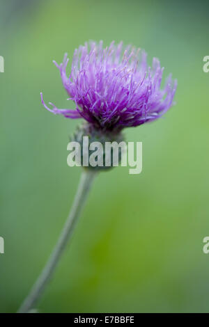 Tuberöse Distel, Cirsium tuberosum Stockfoto