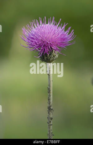 Tuberöse Distel, Cirsium tuberosum Stockfoto