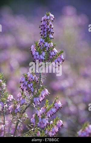 Winter-Heide, Erica carnea Stockfoto