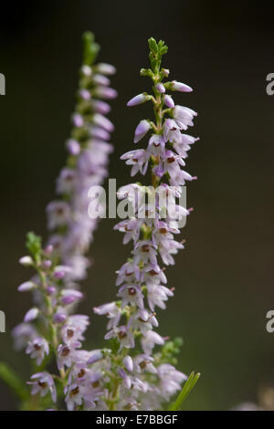 Winter-Heide, Erica carnea Stockfoto