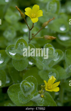 Marsh Johanniskraut, Hypericum elodes Stockfoto