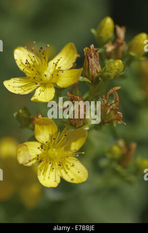 gezähnten Johanniskraut, Hypericum maculatum Stockfoto