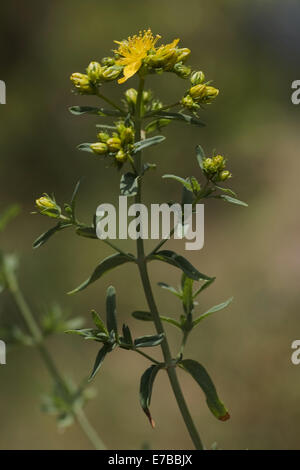 Johanniskraut, Hypericum perfoliatum Stockfoto