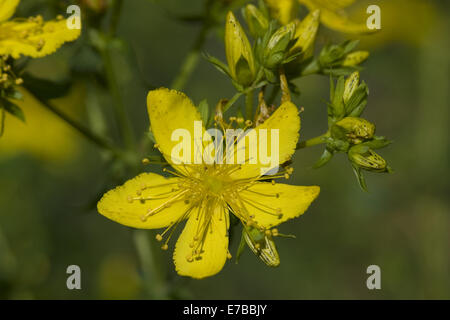 Johanniskraut, Hypericum perfoliatum Stockfoto