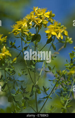 Johanniskraut, Hypericum perfoliatum Stockfoto