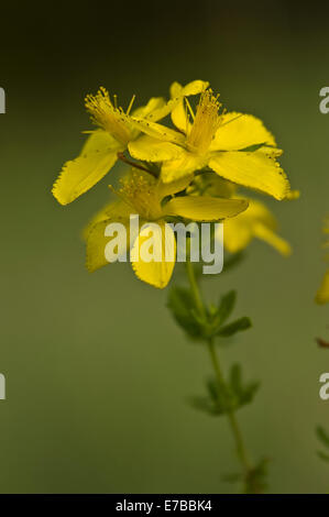 Johanniskraut, Hypericum perfoliatum Stockfoto