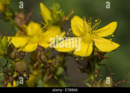 Johanniskraut, Hypericum perfoliatum Stockfoto