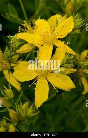 Johanniskraut, Hypericum perfoliatum Stockfoto