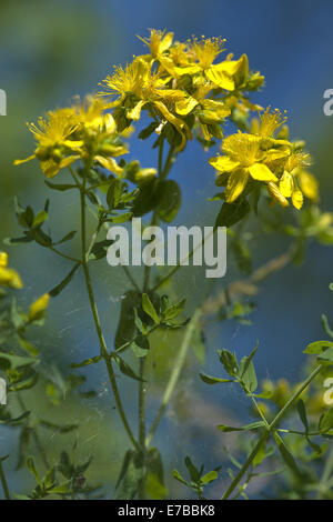 Johanniskraut, Hypericum perfoliatum Stockfoto