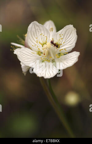 Marsh Grass von Parnassus Parnassia palustris Stockfoto