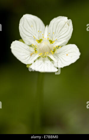 Marsh Grass von Parnassus Parnassia palustris Stockfoto