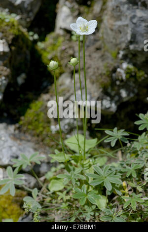 Marsh Grass von Parnassus Parnassia palustris Stockfoto