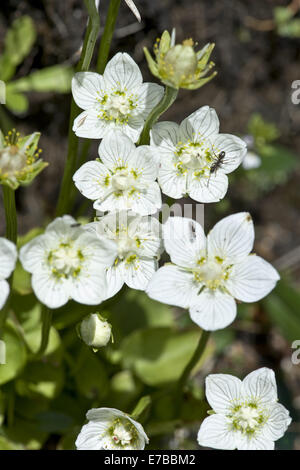 Marsh Grass von Parnassus Parnassia palustris Stockfoto