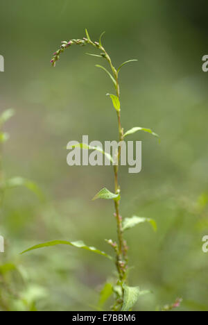 Wasserpfeffer, Persicaria hydropiper Stockfoto