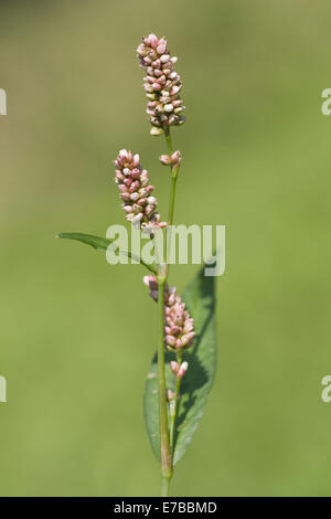 Lady's Daumen, Persicaria maculosa Stockfoto