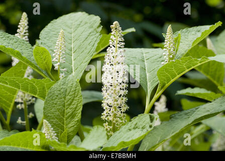 indische Poke, Phytolacca esculenta Stockfoto