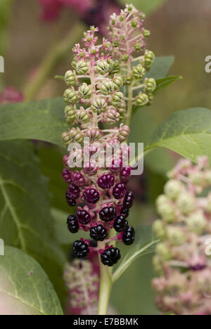 indische Poke, Phytolacca esculenta Stockfoto