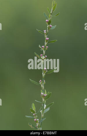 gemeinsamen Knotgrass, Polygonum aviculare Stockfoto