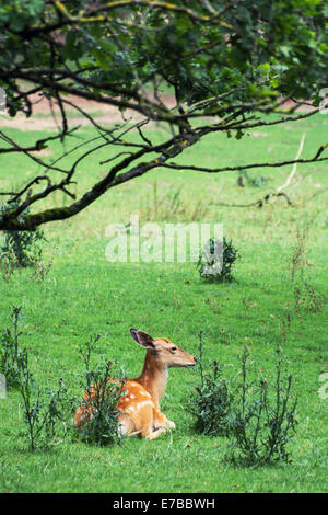 Der Damhirsch (Dama Dama) unter dem Baum ausruhen. Stockfoto