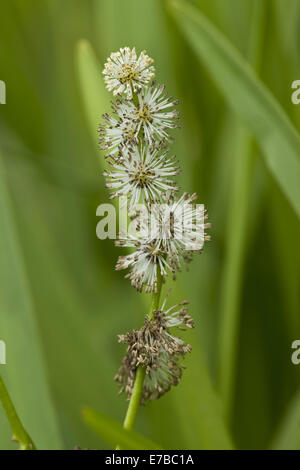 verzweigte Bur-reed, Sparganium erectum Stockfoto