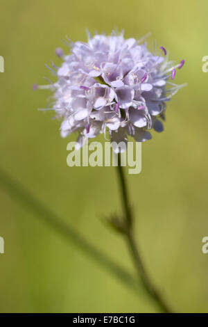 Teufels-Bit Witwenblume, Succisa inflexa Stockfoto