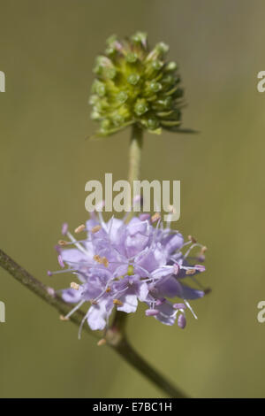 Teufels-Bit Witwenblume, Succisa inflexa Stockfoto