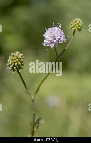 Teufels-Bit Witwenblume, Succisa inflexa Stockfoto