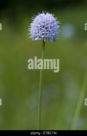 Teufels-Bit Witwenblume, Succisa inflexa Stockfoto