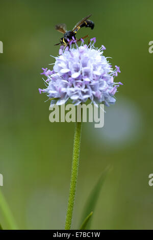 Teufels-Bit Witwenblume, Succisa inflexa Stockfoto