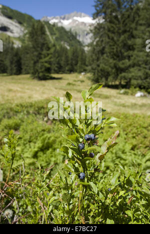 Europäische Heidelbeere, Vaccinium myrtillus Stockfoto