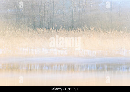 Hohe Gräser wachsen am Ufer eines Flusses von einem Wald Stockfoto