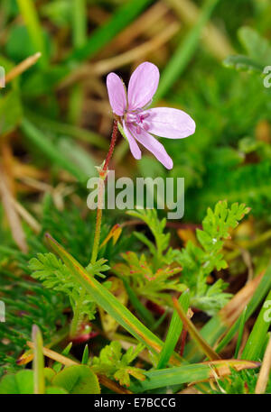 Gemeinsamen Stork es-Rechnung - Erodium Cicutarium Blume mit Blättern Stockfoto