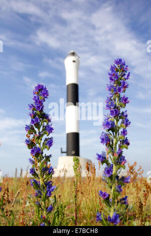 Viper's Bugloss oder Blueweed mit Dungeness Leuchtturm im Hintergrund. Stockfoto