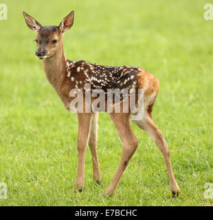 Nahaufnahme eines Babys Damhirsch Stockfoto