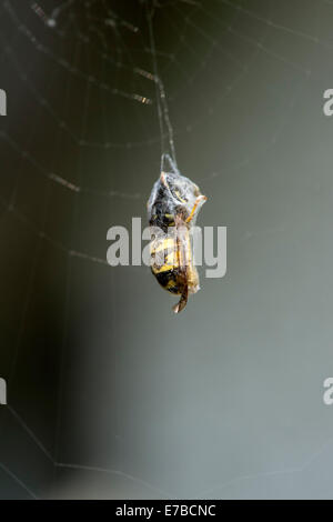 Derry, Londonderry, Nordirland, Vereinigtes Königreich. 12. September 2014. UK-Wetter.  Eine Wespe, eingehüllt in eine gemeinsame Gartenkreuzspinne (Araneus Diadematus) Web an einem sonnigen warmen Morgen. Bildnachweis: George Sweeney/Alamy Live-Nachrichten Stockfoto