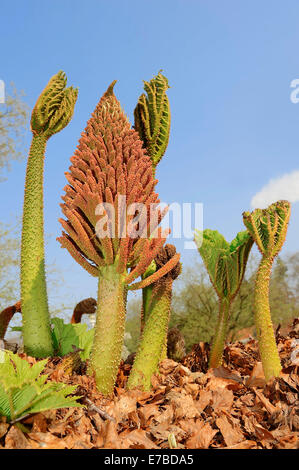 Riesen-Rhabarber (Gunnera Manicata), Blütenstand, ursprünglich aus Südbrasilien Stockfoto