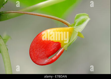 Papagei Impatiens (Impatiens Niamniamensis), blühend, ursprünglich aus Ostafrika Stockfoto