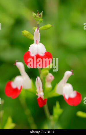 Baby-Salbei oder schwarzen Johannisbeeren Salbei Var "Hot Lips" (Salvia Microphylla), Blüten, die in Nordamerika beheimatet Stockfoto