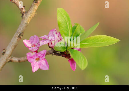 Seidelbast (Daphne Mezereum), Blumen und Blätter, North Rhine-Westphalia, Deutschland Stockfoto