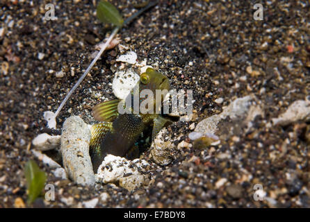 Gelbe Garnelen Grundel oder gelbe Grundel (Cryptocentrus Cinctus), Philippinen Stockfoto