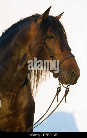 Andalusier, PRE oder rein Spanisch Pferd Pferde, Pura Raza Española, Bucht Hengst mit ein Vaquero Zaum, Andalusien, Spanien Stockfoto