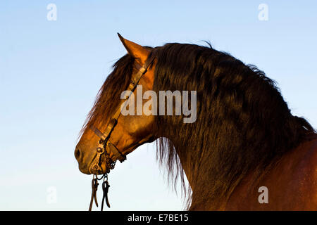 Andalusier, PRE oder rein Spanisch Pferd Pferde, Pura Raza Española, Bucht Hengst mit ein Vaquero Zaum, Andalusien, Spanien Stockfoto